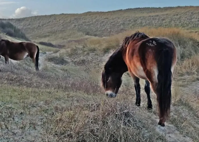 Hotelhuisje #b * 와멘후젠